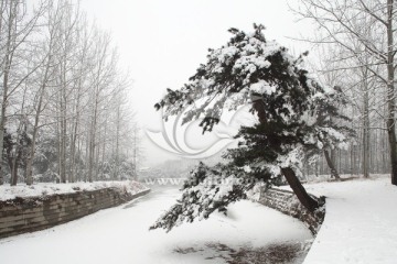 雪景