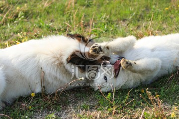 苏格兰牧羊犬