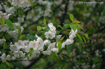 梨花 梨花枝