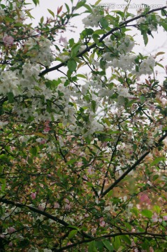 梨花 梨花树