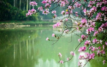 广州华南植物园风景