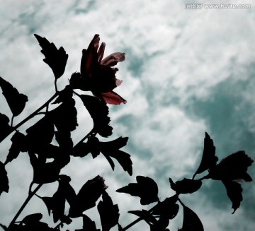 花的天空