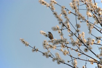鸟与桃花