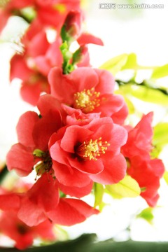 红花背景 花卉素材