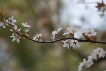 红叶李