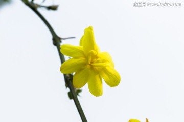 迎春花