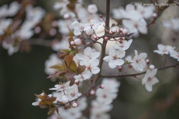 紫叶李花