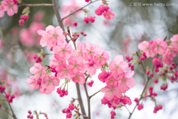 海棠花