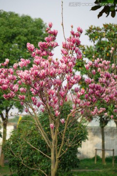玉兰花