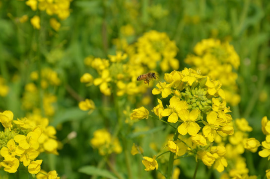 油菜花和蜜蜂