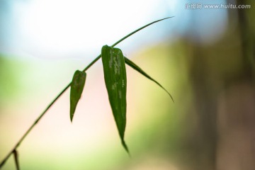 竹叶特写