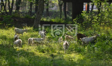 树林 羊群