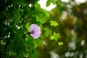 牵牛花