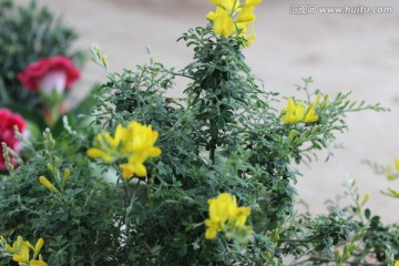 春天的花木