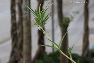 春天的花朵
