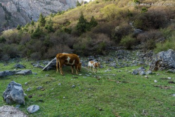 山谷里的牛