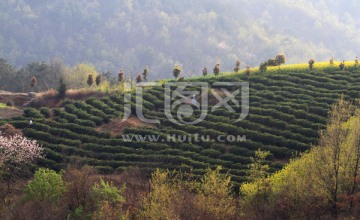 茶山 茶场