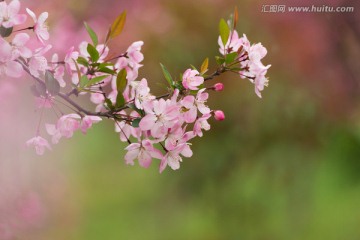 海棠花