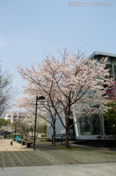 北菁园 樱花