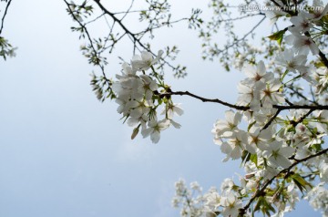 樱花特写