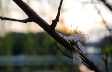 桃花特写