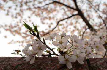 樱花特写