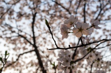 樱花特写