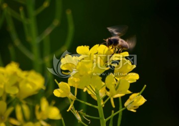 蜜蜂与油菜花