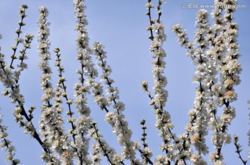 花枝