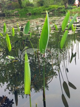 水生植物