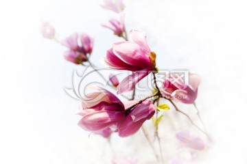 玉兰花 紫玉兰 高调花朵