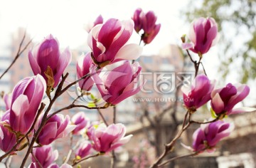 玉兰花 紫玉兰 花朵