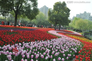 郁金香花展