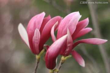 玉兰