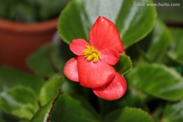 春天的花朵