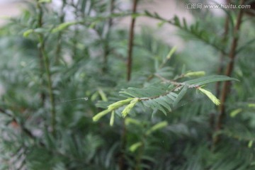 春天的花木