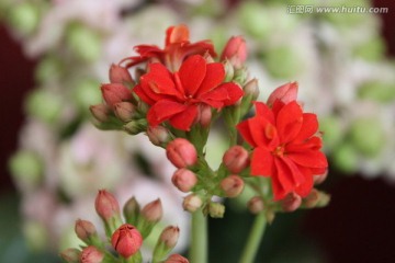 春天的花朵