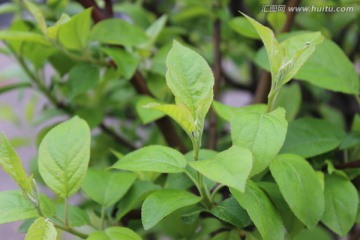 绿色的植物