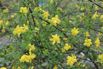 野草花丛