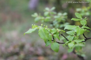 春天的小草