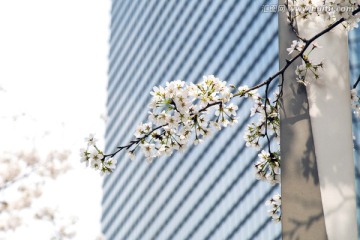 上海 陆家嘴 樱花