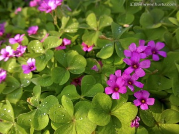 阳光下带露水的紫花酢浆草