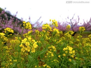 金华源东桃花源油菜花近景特写