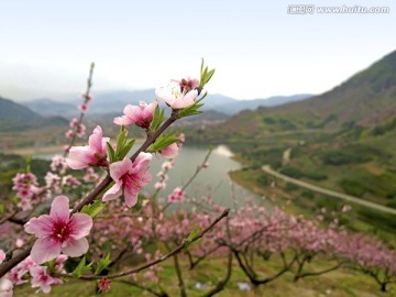 金华源东桃花源景区桃花特写