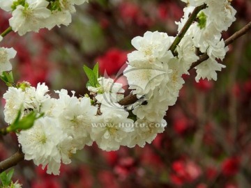 观赏桃花