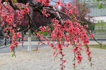 红梅花