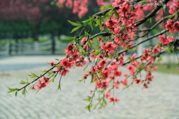 梅花 干枝梅