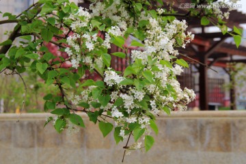 绿色庭院