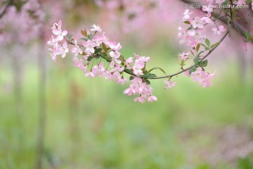 海棠花