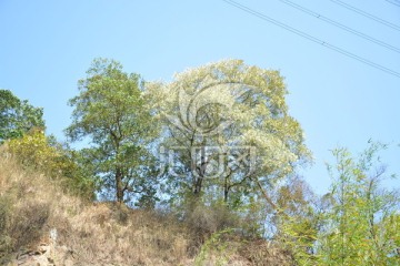 山顶树